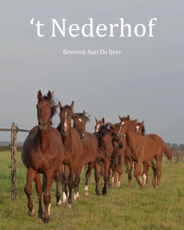 Instagram bericht 18021476285257140