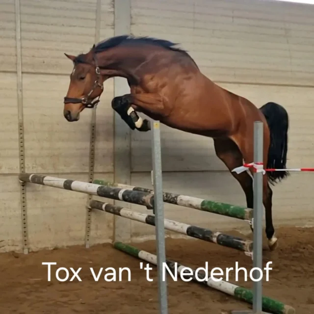Instagram bericht 18394416727102803